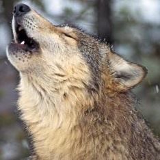 Tj Uhland - Class of 1997 - Wake Forest-rolesville High School