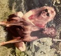 Lisa Bradley
