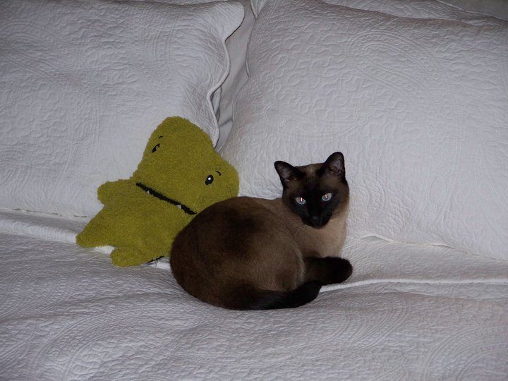 Carol Allen - Class of 1983 - Bellbrook High School