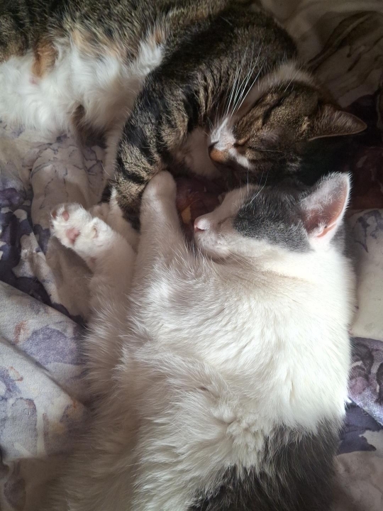 Lisa Ecklor - Class of 1991 - Marshalltown High School