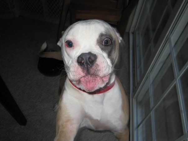 Brinks Americanbulldog - Class of 2001 - Washington-lee High School