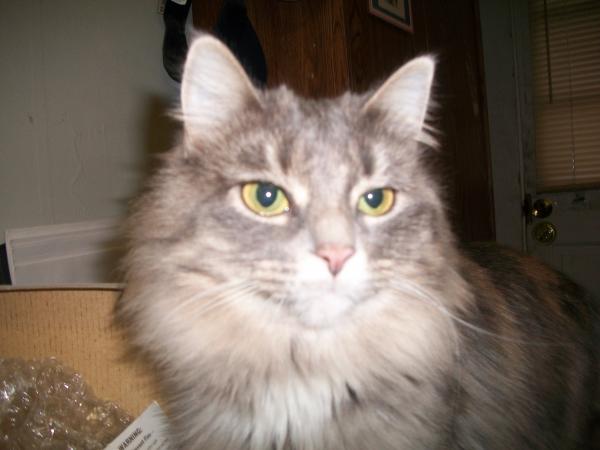 Melissa Kousagan - Class of 1980 - Stow-munroe Falls High School
