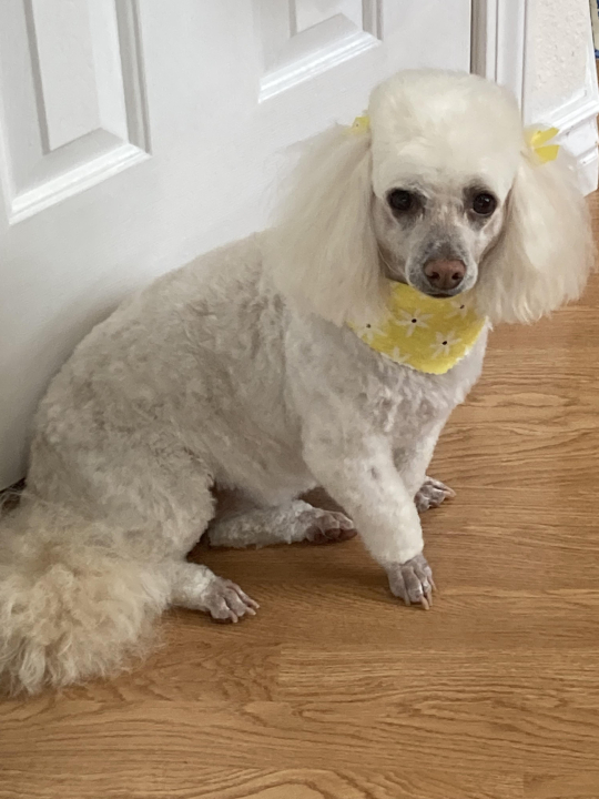 Judy Kessler - Class of 1962 - Northview High School