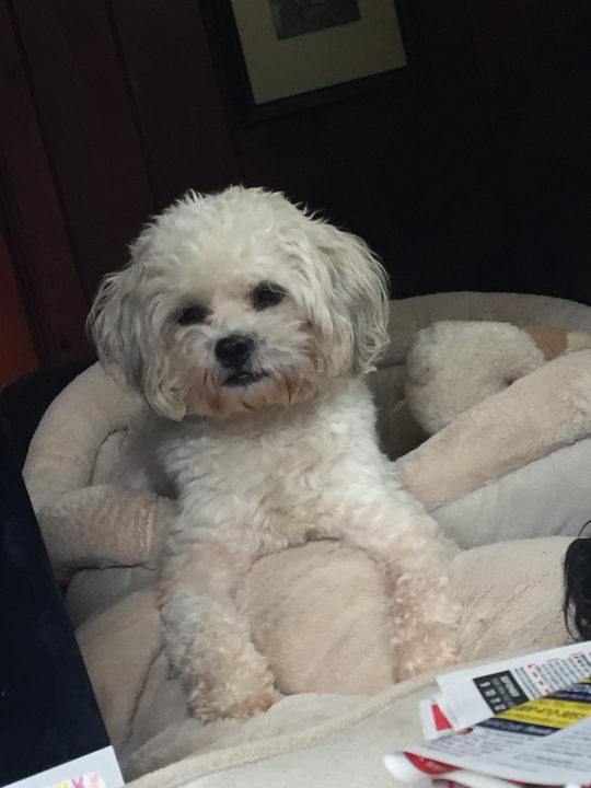 Frances Toohey Frances Toohey - Class of 1964 - Brighton High School