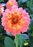 Dahlia Gardner - Class of 1992 - Long Island City High School