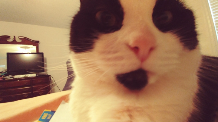 Peggy Henry - Class of 1967 - Northport High School