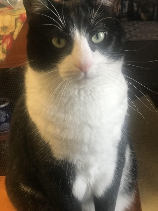 Deborah A. Demin - Class of 1969 - Earl L Vandermeulen High School