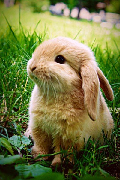 Bunny Steltz - Class of 1974 - Churchland High School