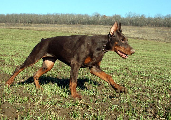 Komrad Canines - Class of 2002 - Fashion Industries High School
