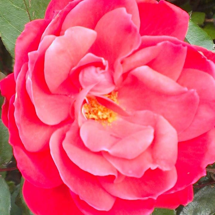 Shelly Parker Farquhar - Class of 1989 - Round Rock High School