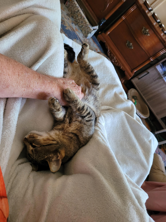 Kate (Forest) Dennis - Class of 1979 - Cooper High School