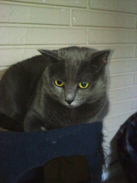 Dannys Cat - Class of 2004 - Brandon High School