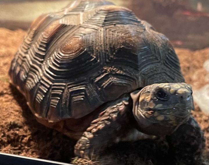 Jason Babbage - Class of 1994 - Allen Park High School