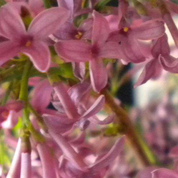 Hiral Patel - Faculty - Glenbrook South High School