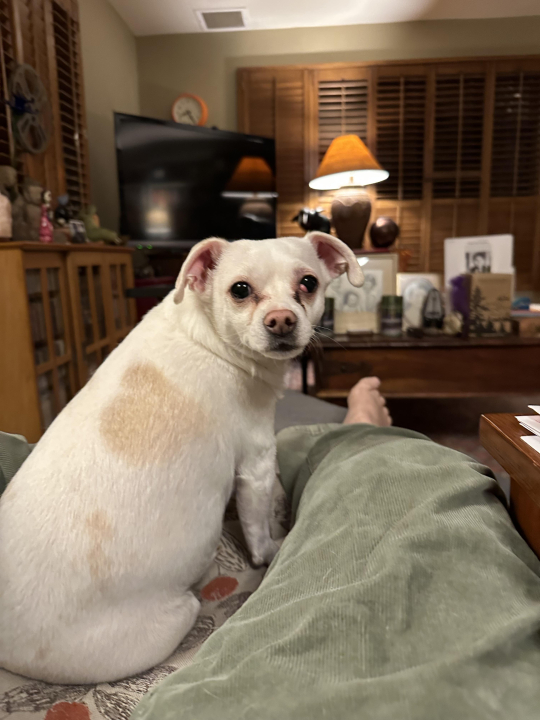 Susan White - Class of 1973 - San Dieguito High School