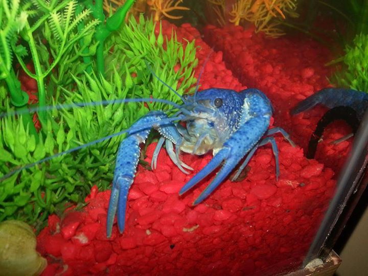 Samuel Singleton - Class of 1989 - Bolingbrook High School