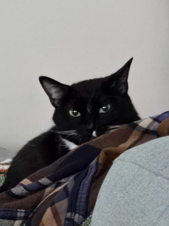 Lacey Gipson - Class of 1997 - Walton High School