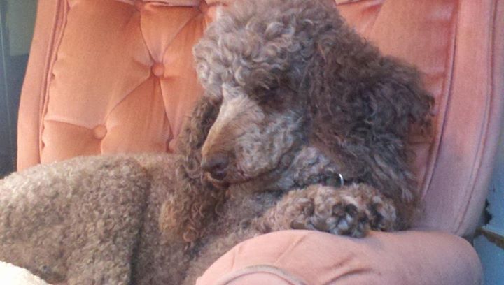 Sabrina Bennett - Faculty - Union Grove High School