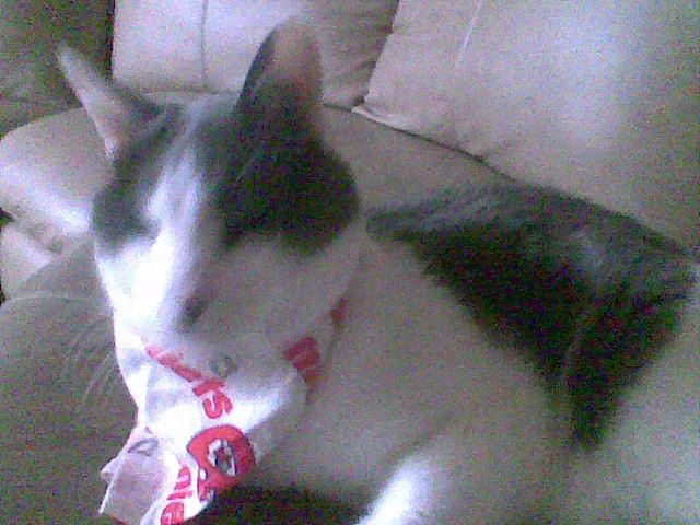 Roscoe Kittie - Class of 1987 - Lebanon High School