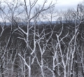 Todd Wilhelm