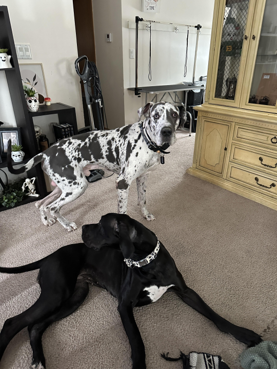 Nick Harrison - Class of 2001 - Preble High School