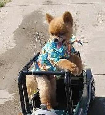 Karin Wise - Class of 1971 - Niles High School