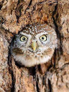 Paul Paul Hootman - Class of 1972 - Alameda High School