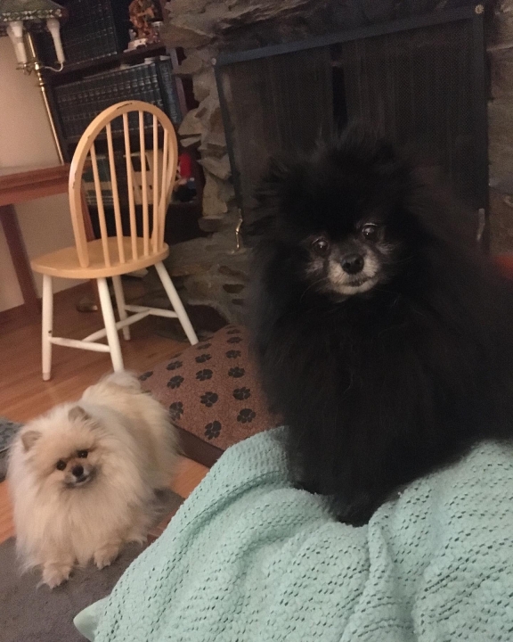 Amy Murrills - Class of 1992 - West Valley High School