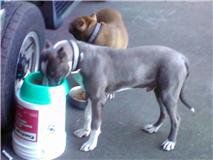 Keoni Galase - Class of 1997 - Kaiser High School