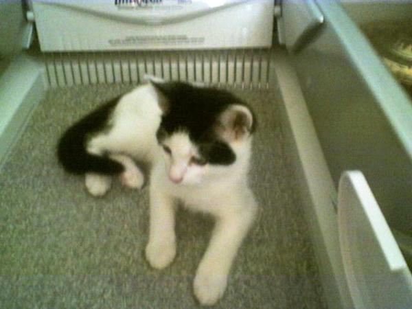 Lisa Almanza - Class of 1983 - Roosevelt High School