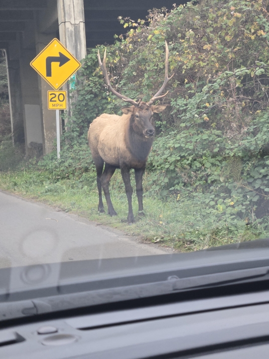 Connie Connie Myers - Class of 1996 - Yamhill-carlton High School