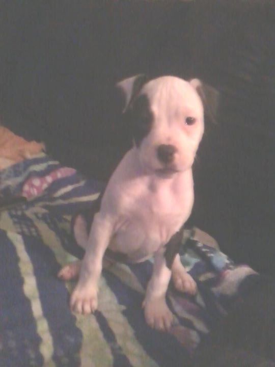 Heather Willmore - Faculty - Morley Stanwood High School