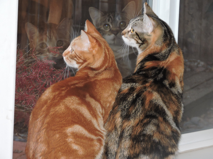 Sue Moon - Class of 1968 - East Bakersfield High School