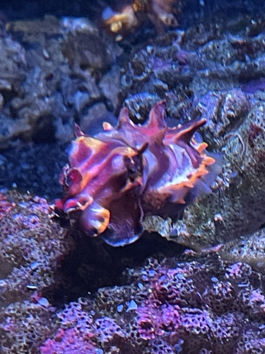 Amy Chick - Class of 1996 - Highlands Ranch High School