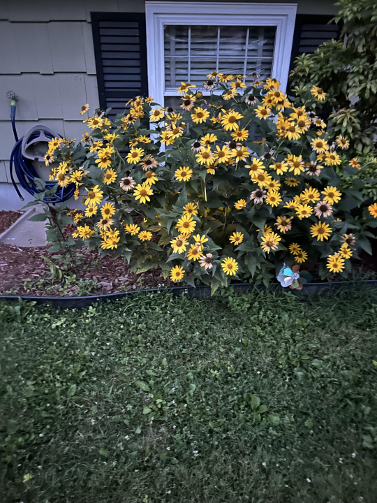 Luz Amaro - Class of 1985 - Hartford Public High School