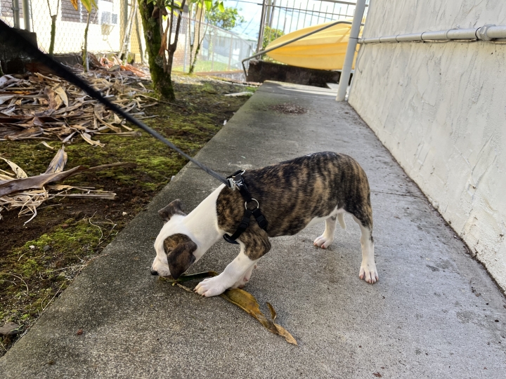 Mike Moromisato - Class of 1985 - Moanalua High School