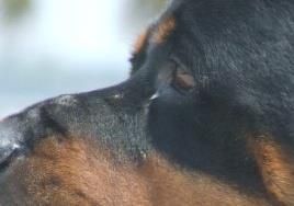 Teri Quesenberry - Class of 1996 - East Noble High School