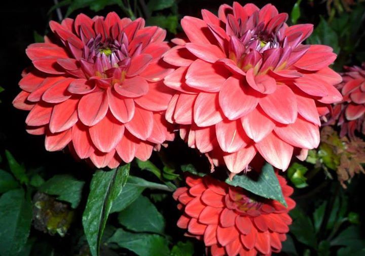 Tammy Ralstin - Class of 1980 - Rushville Consolidated High School