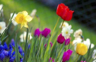 Christy Knotts - Faculty - Sullivan High School