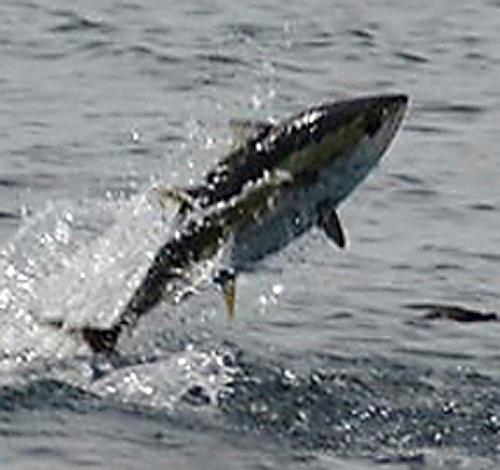 Sdieddie Takashi - Class of 1972 - Livingston High School