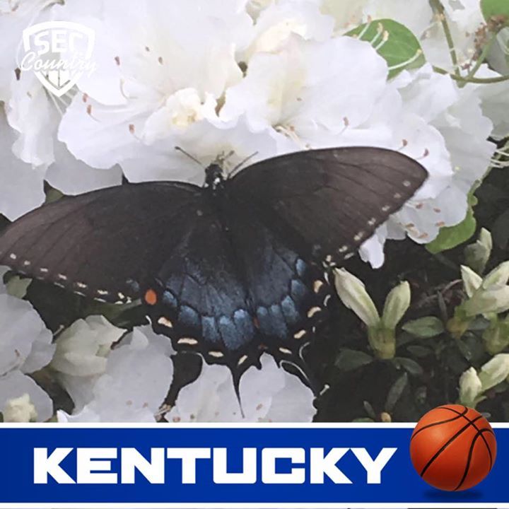 Mayme Wallace - Class of 1968 - Barbourville High School