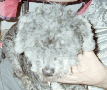 Anna Risola - Class of 1989 - Abraham Lincoln High School