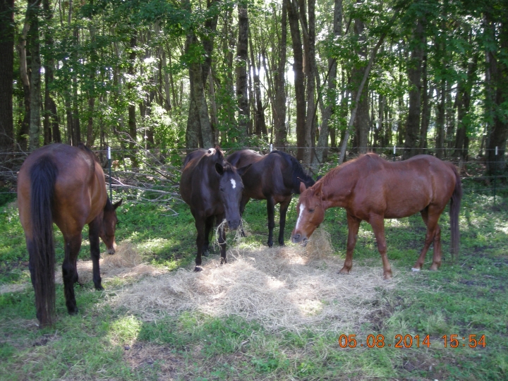 Vincent Peele - Class of 1974 - Trinity High School
