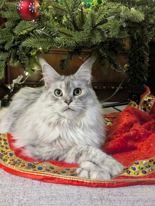 Suzanne Chadek - Class of 1969 - Mount Vernon High School