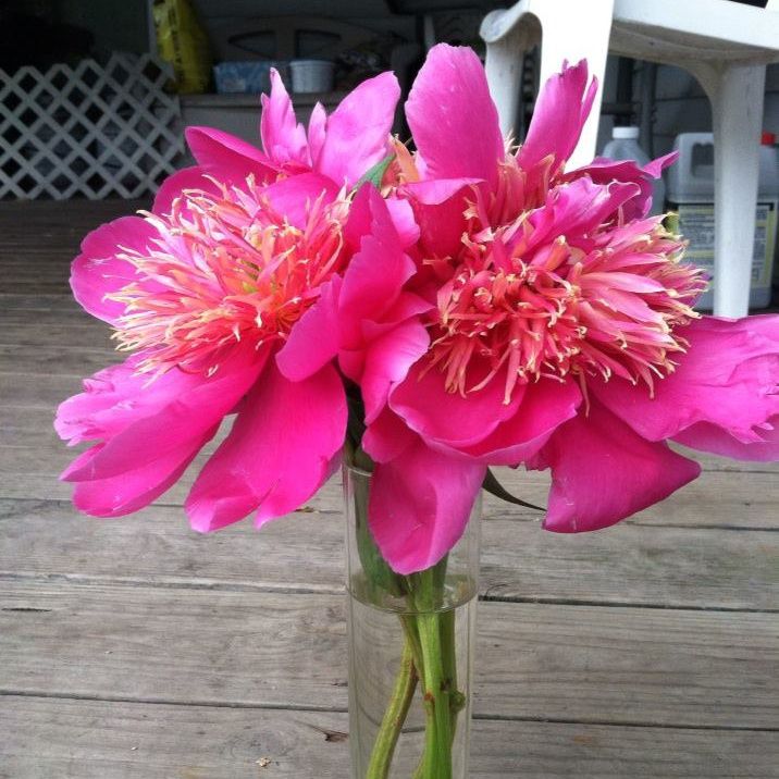 Laura Bucklin - Class of 1984 - Southeast Polk High School