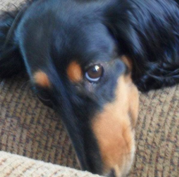 Jan Haynes - Class of 1964 - Holland High School