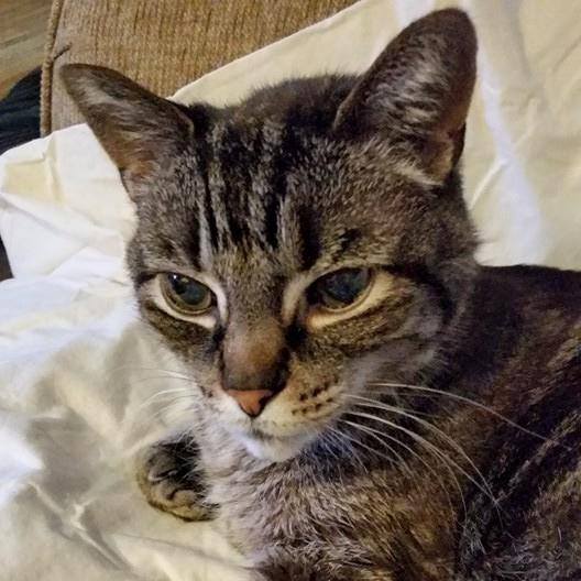 Delia Chang - Faculty - Arthur Hill High School