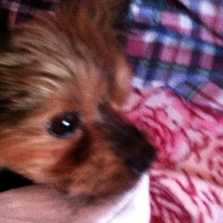 Tonia Sylvester - Class of 1981 - Wayne Memorial High School