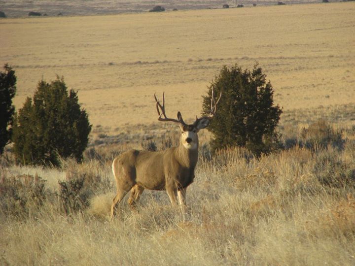 Kent Ifland - Faculty - Chapman High School