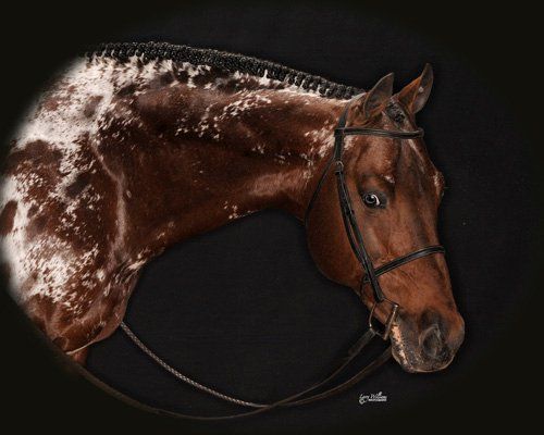Kinsch Show Horses - Class of 1970 - Paola High School